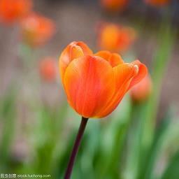 感恩节祝福语大全
