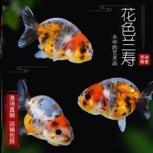 新时代党校结业主持词