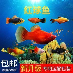 胶囊情书短语99 情侣九十九封暖心短句情书