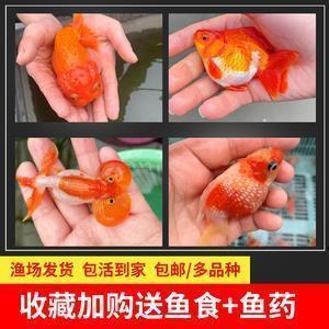 眉
