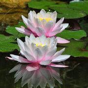 太宰治经典语录