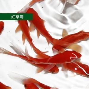 熊胆