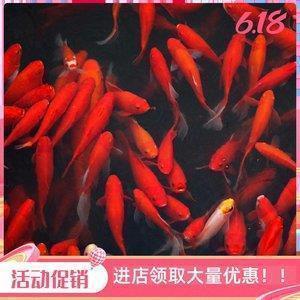 踝