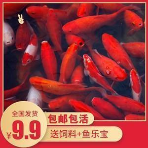 桔子怎么造句,用橘子写一句话