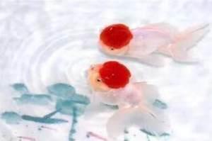 适合发朋友圈晚安的句子
