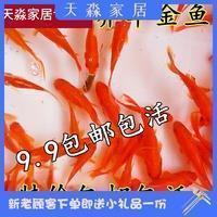 描写亲情的唯美说说句子