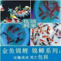 描写全家福照片配句子29条