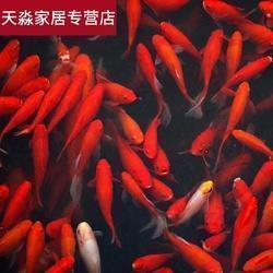 尼采名言