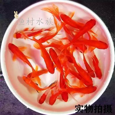 自律的唯美句子32条