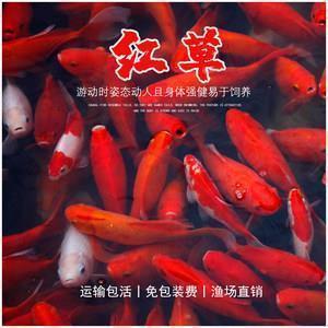 天真烂缦