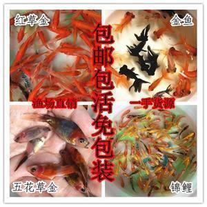 春节诗句大全