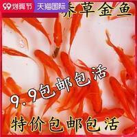 金灿灿类似的词造句,用金灿灿写一句话