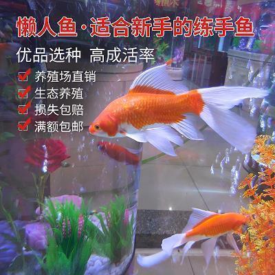 竿旟