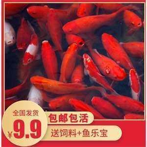 鸣嗷