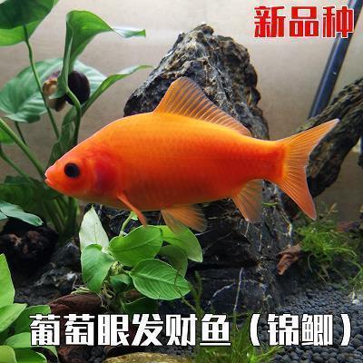 关于四月优美句子