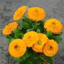 有老公似没老公的句子