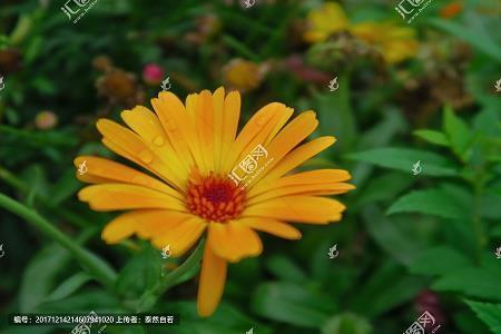 意气自若