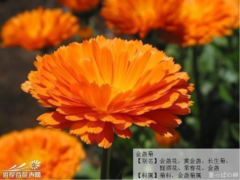 记忆犹新的意思和近义词反义词造句_绝句古诗近反义词