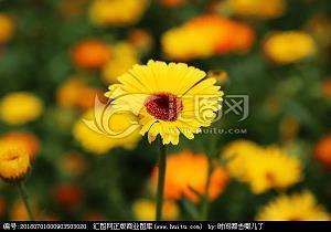 落瓠