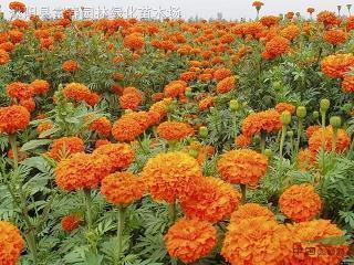 热爱生活的格言 热爱生活的格言简短