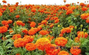 父亲节送给爸爸的感恩祝福语摘录18句