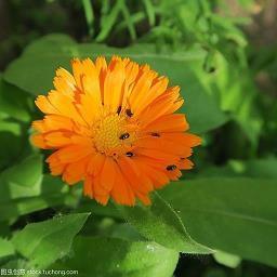 腊八节微信祝福语大全