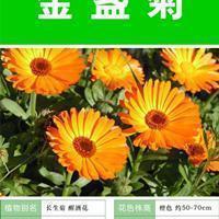 春意盎然