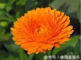鼱