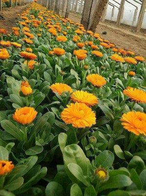 八月十五中秋节提前祝福朋友语句(精选65条)