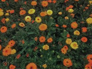 鲊菜