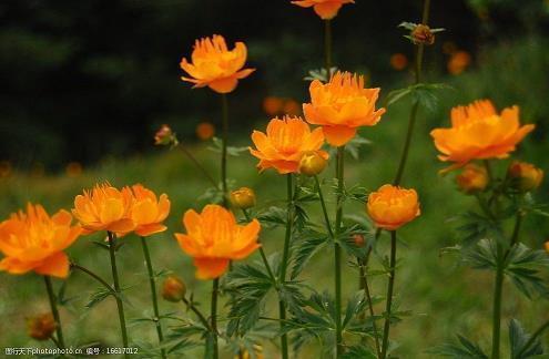 深秋落叶简单唯美句子 人生落叶感悟的句子