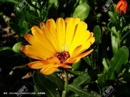 唯美赞美老师句子20字40条