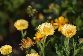 午后时光唯美句子 苍茫大地一剑尽挽破，何处繁华笙歌落_唯美的句子