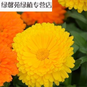 描写盛夏的好句_描写盛夏的句子唯美