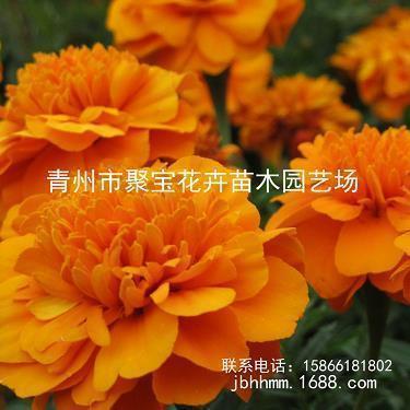 朋友圈发找文职工作说说