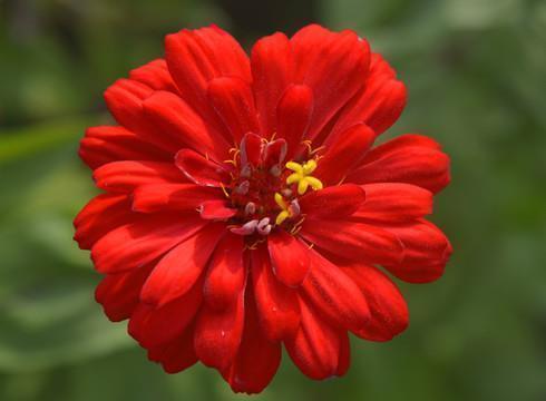 初发芙蓉