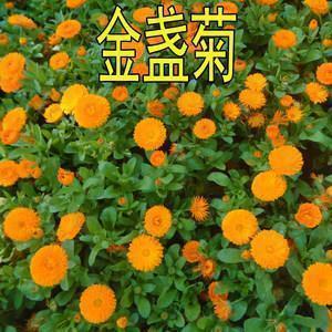 描写琥珀的样子和科学价值的句子
