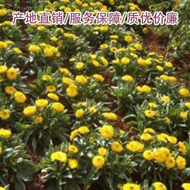 大年初一拜年祝福