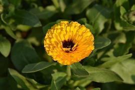 教师节家长对老师的祝福语简短(精选72条)
