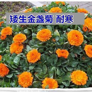 饫听