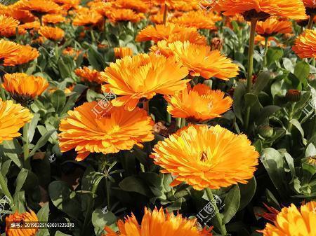 妇女节祝福语简短优美给妈妈