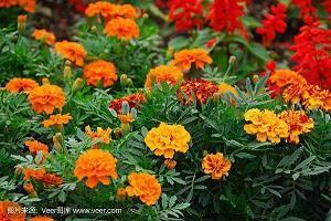 形容兰花的古诗词精选