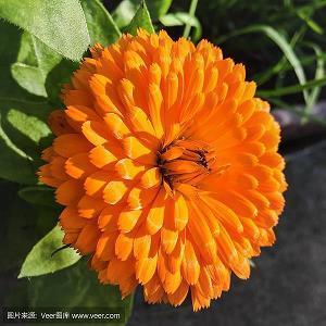 母亲节群发祝福语分享汇编44句