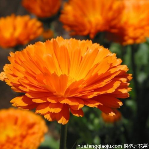 泡脚舒服的说说