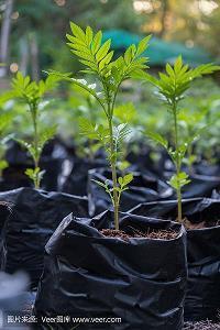 春节送给长辈的祝福语