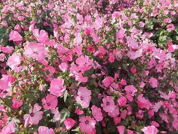 元宵节祝福语文案2021年