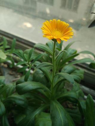女神节句子 女神节唯美的句子