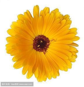 嗅花香的句子说说 关于轻嗅花香的唯美句子短句