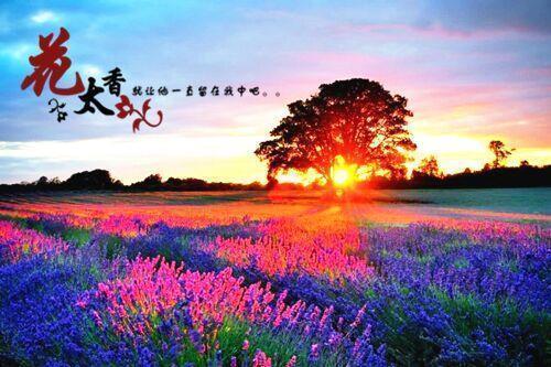 惜别之情的诗句