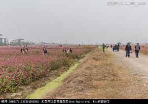 表达想念家乡的句子